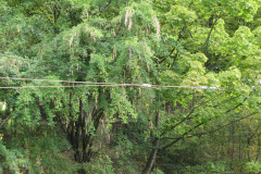 25th July 2009